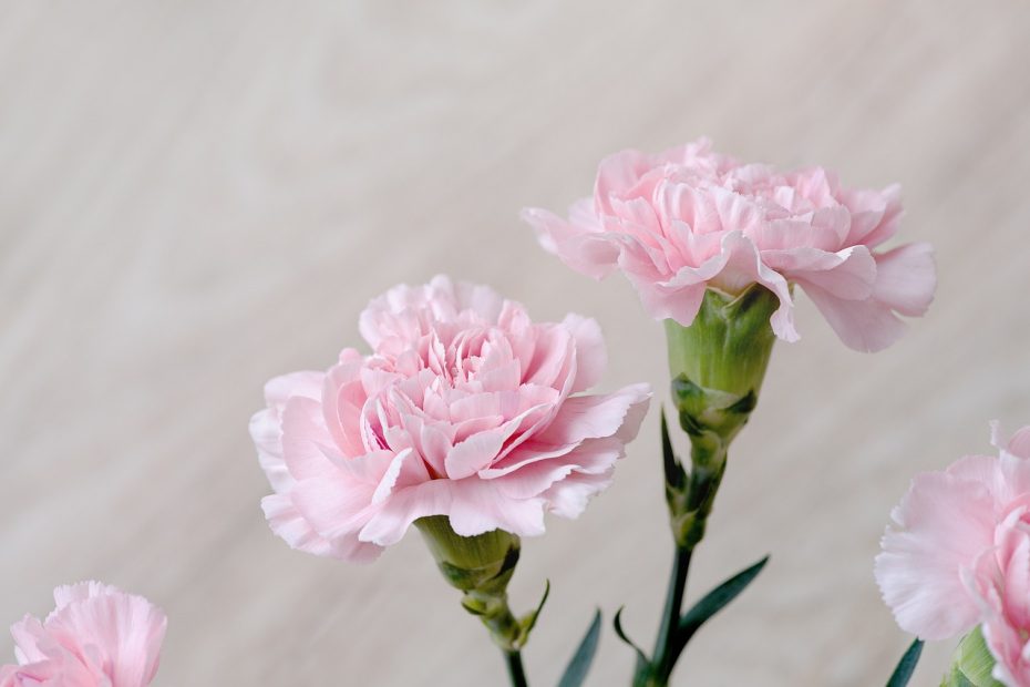 cloves, flower, pink
