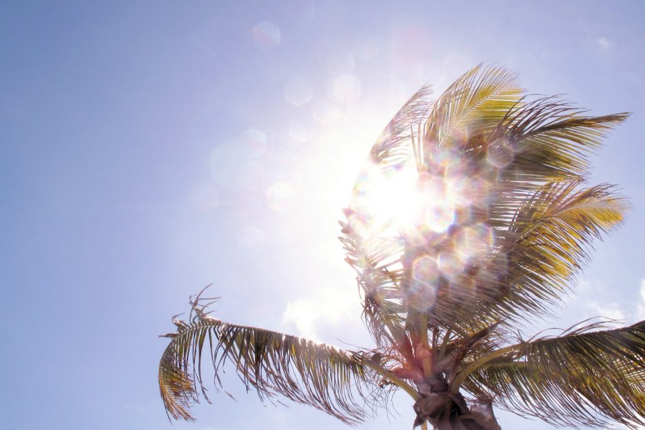 bokeh low-angle photography of coconut tree under calm blue sku